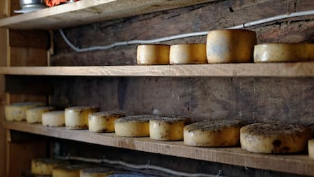 Quesos de elaboración artesanal. Foto: Unsplash