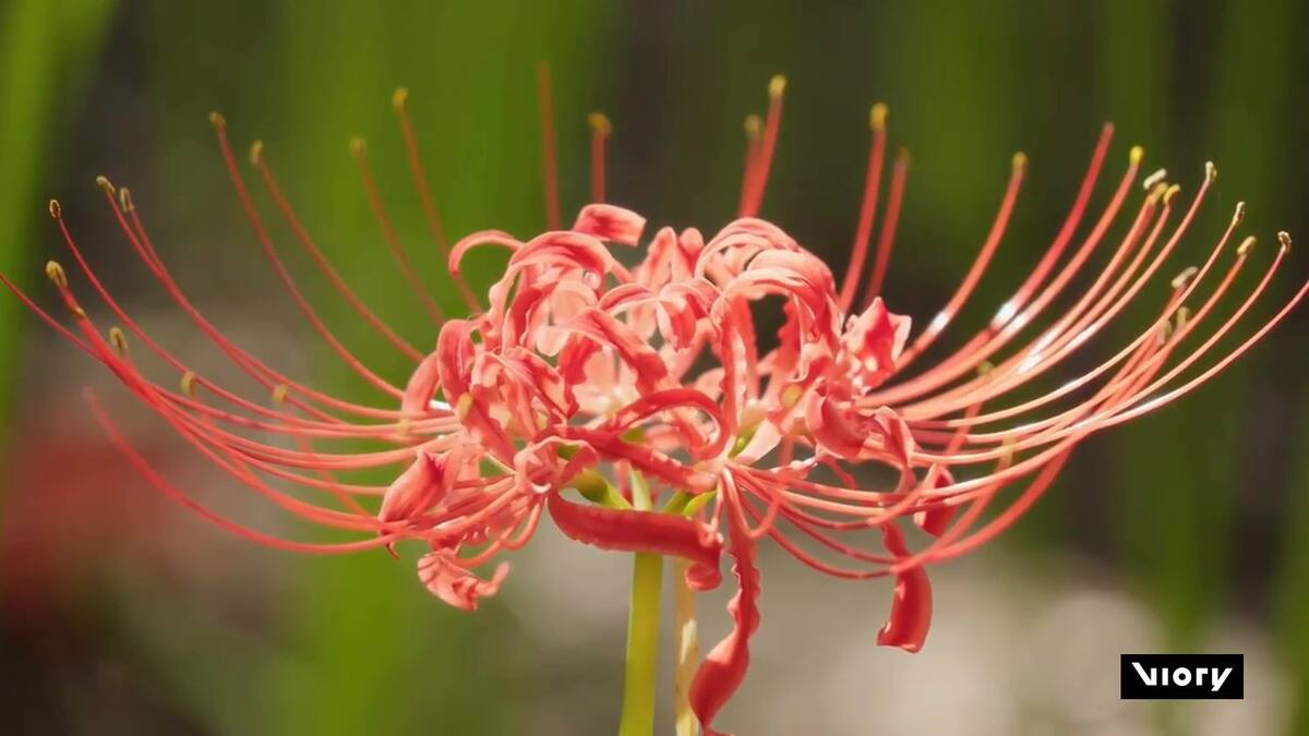 Millones de lirios arañas florecieron en Japón. Foto: Captura de video/Viory.