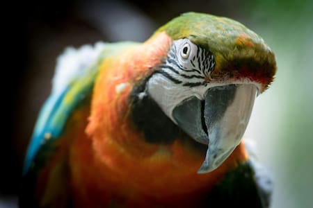 Guacamayo, ave. Foto: Unsplash