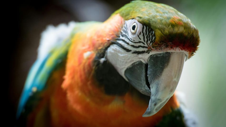 Guacamayo, ave. Foto: Unsplash
