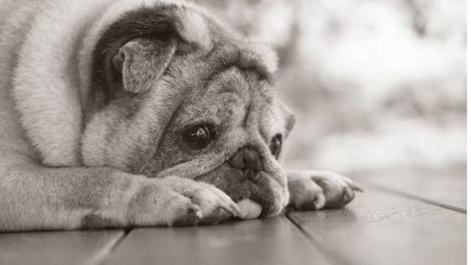 Perro; mascota. Foto: Freepik