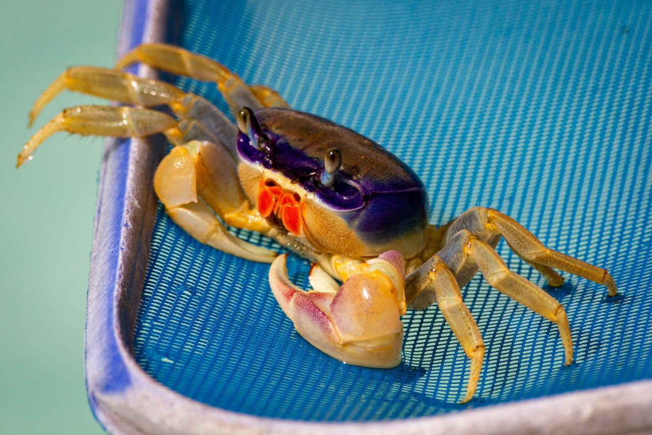 Alerta por la aparición de ejemplares de cangrejo azul. Foto Unsplash