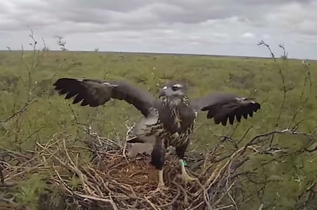 Primer vuelo de Yupanqui, pichon de águila en La Pampa.