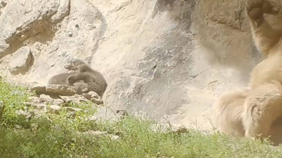 Osos rascándose. Foto: captura Ruptly.