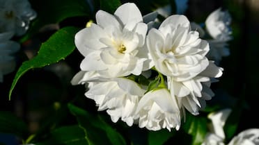 Jazmín y citronela, la intolerable unión para ahuyentar a los mosquitos de tu jardín: recomendaciones y beneficios