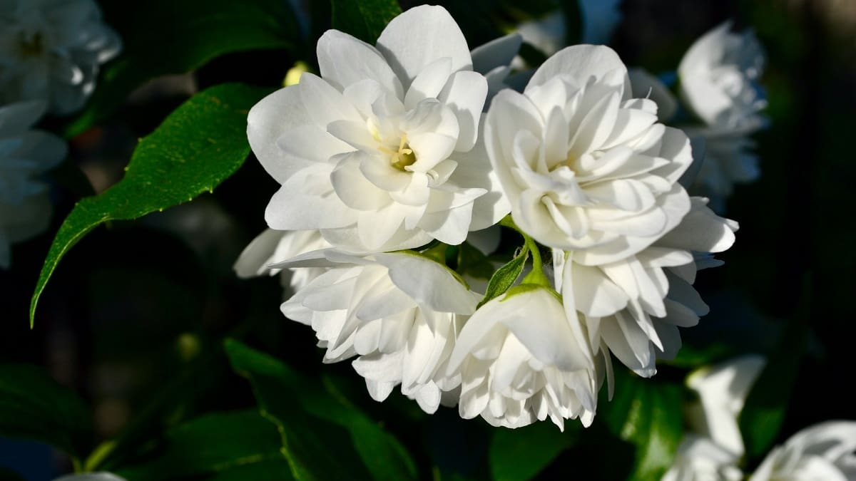 Jazmín y citronela, la intolerable unión para ahuyentar a los mosquitos de tu jardín: recomendaciones y beneficios