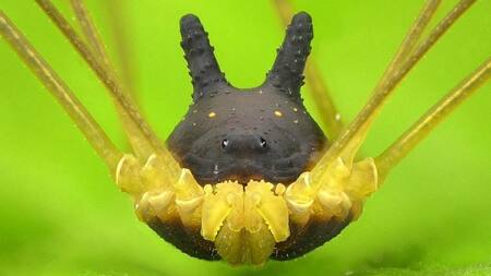 Metagryne bicolumnata, arácnido