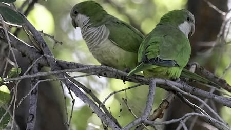 El nuevo lenguaje que desarrollaron las cotorras argentinas.