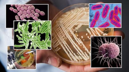 ¿Cuáles son las superbacterias más resistentes?