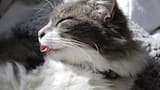 ¿Por qué los gatos sacan la lengua?: un gesto que podría decir muchísimo sobre su entorno, según los veterinarios