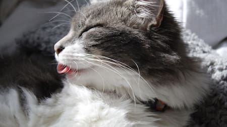Porqué los gatos sacan la lengua