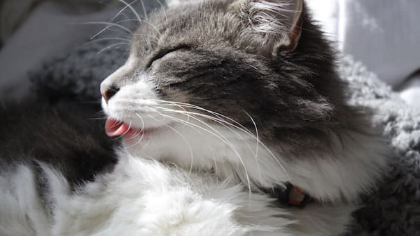 ¿Por qué los gatos sacan la lengua?: un gesto que podría decir muchísimo sobre su entorno, según los veterinarios