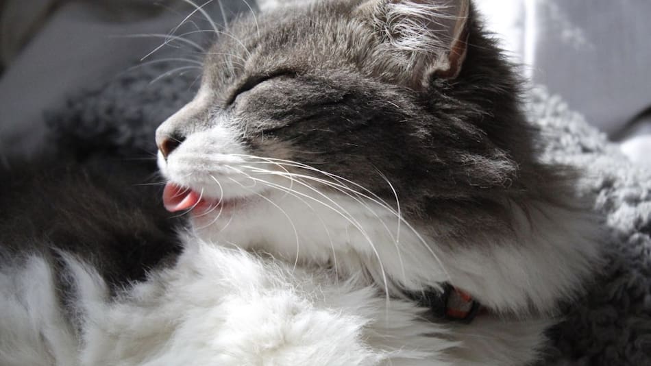 Porqué los gatos sacan la lengua