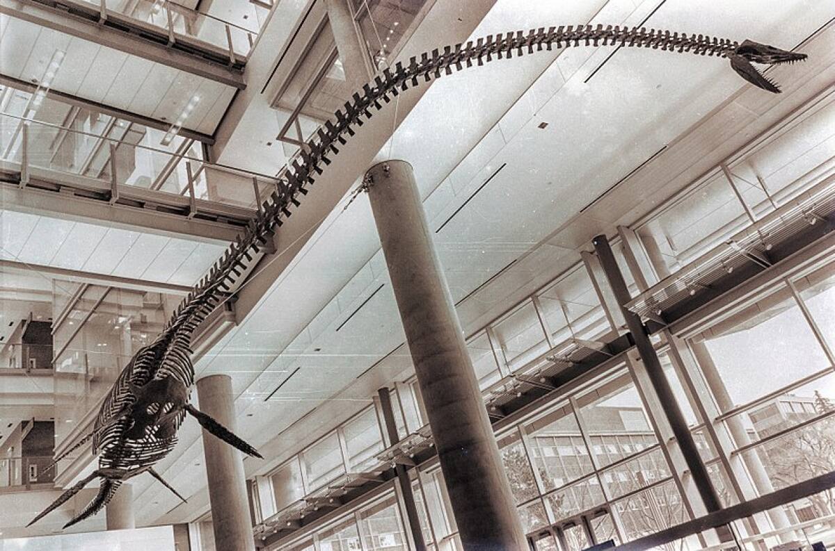 Elasmosaurus. Fuente: Wikipedia