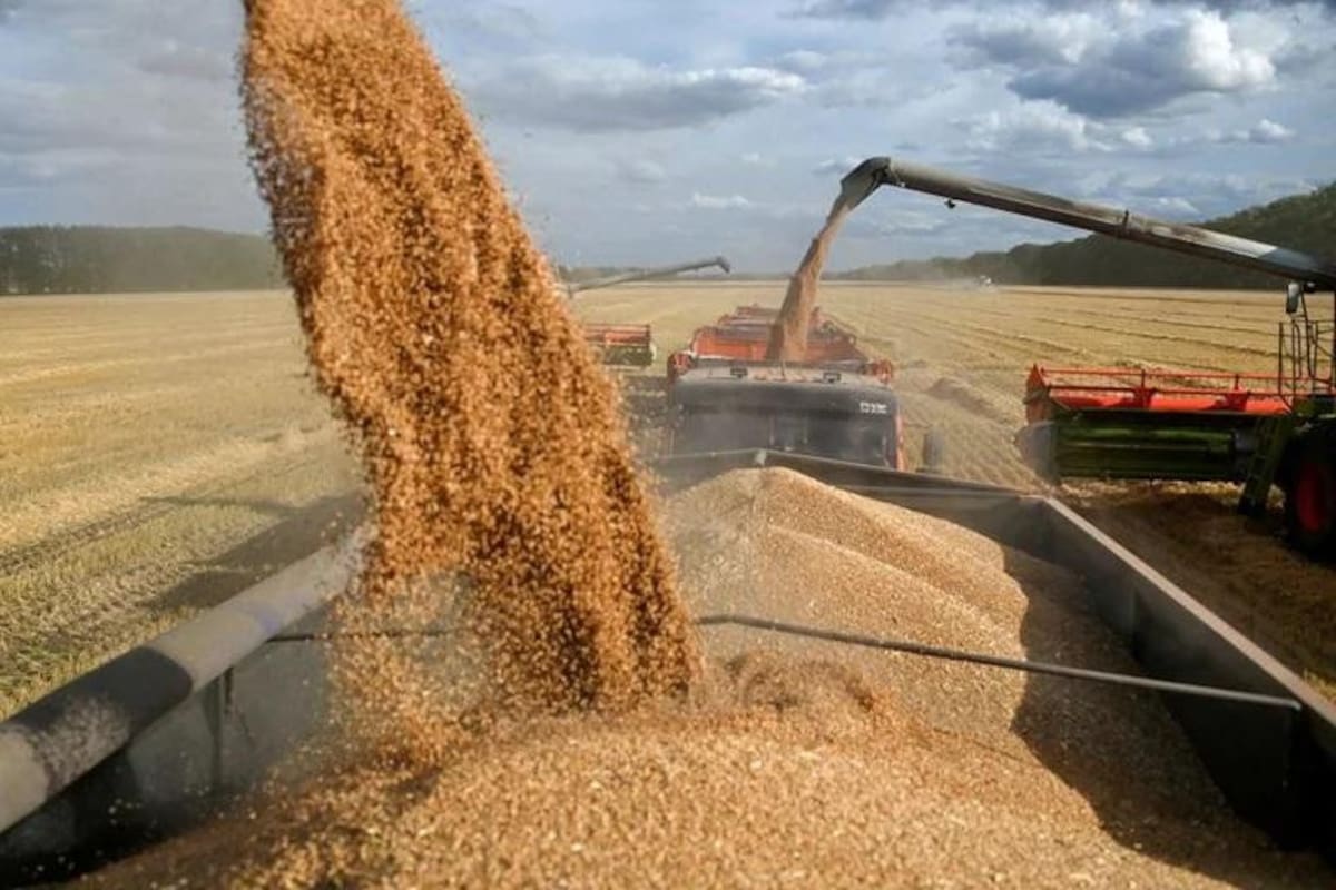 Granos en región rusa de Omsk. Foto: REUTERS.