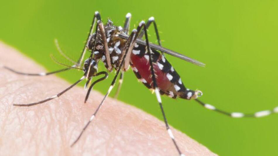 Dengue, salud