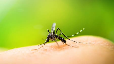 Fiebre Amarilla, mosquito, enfermedad