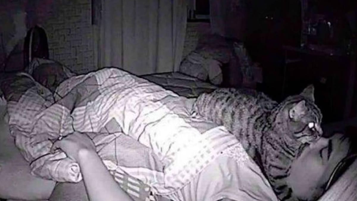 Viral, gato "asfixiando" a dueño