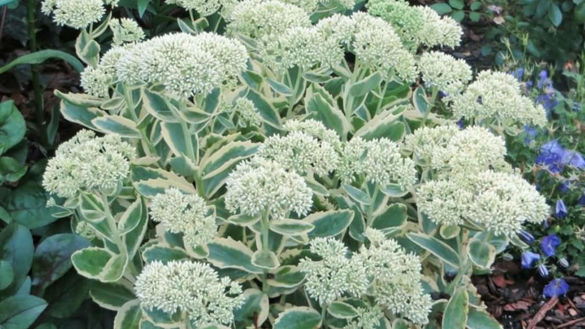 Hierba callera (Hylotelephium telephium)
