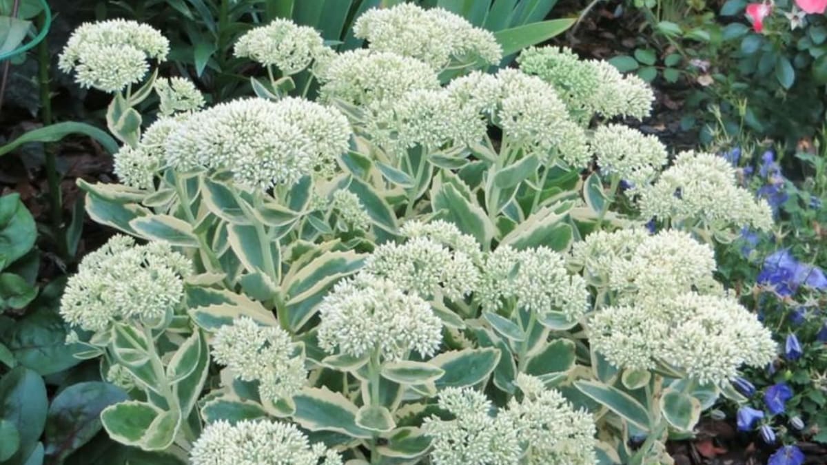 La suculenta favorita de los jardineros: la planta que soporta el calor, requiere de poca agua y se llena de flores rosas
