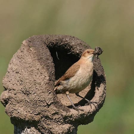 Hornero. Fuente: Pinterest