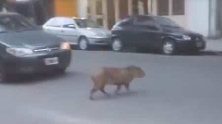 Carpincho en Recoleta. Fuente: X