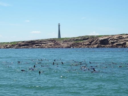 Isla de Lobos, Punta del Este, Uruguay. Foto: Wikipedia.