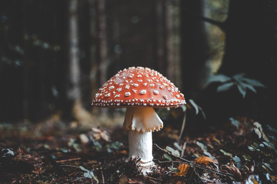 Hongos. Foto: Unsplash