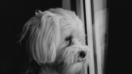 Aunque muy pocos lo sepan, la lluvia afecta a los perros y gatos. Foto Unsplash.