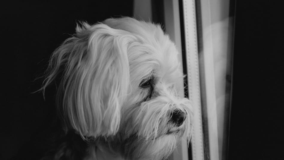 Aunque muy pocos lo sepan, la lluvia afecta a los perros y gatos. Foto Unsplash.