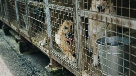 Venezuela busca sancionar "cualquier forma de maltrato animal" mediante penas de hasta seis años de prisión. Foto: Unsplash.