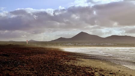 Algas. Foto: Unsplash