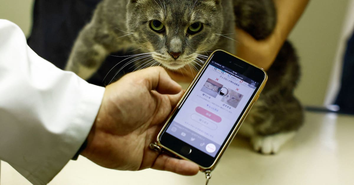 Una inteligencia artificial puede identificar cuándo un gato siente dolor