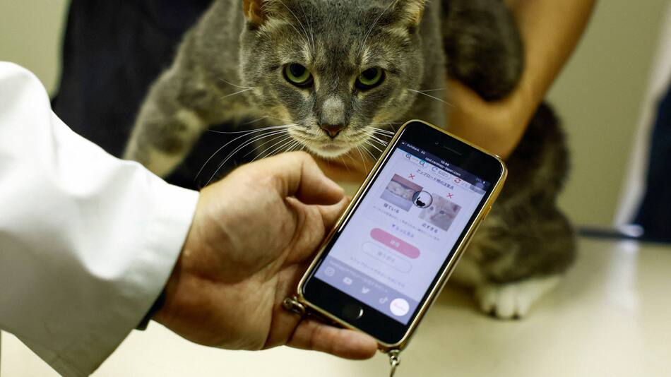 CatsMe!, la app de diagnóstico de gatos. Fuente: Reuters.