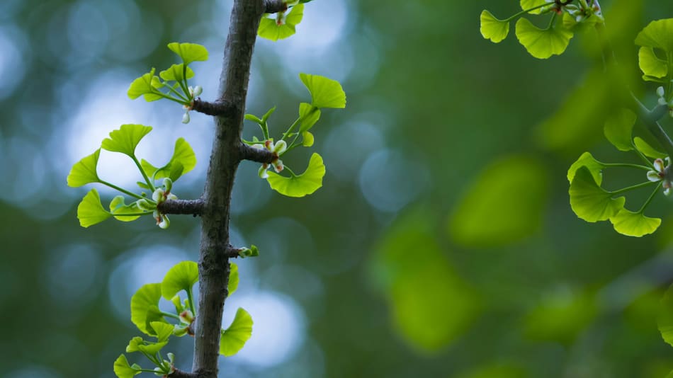 Cuál es la planta legendaria que frena la demencia. Foto Unsplash.