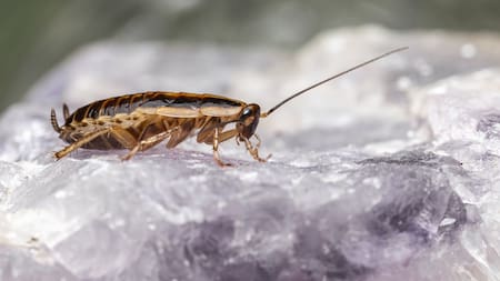 Cucaracha; insecto; plaga. Foto: Freepik.