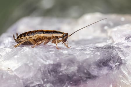 Cucaracha; insecto; plaga. Foto: Freepik.