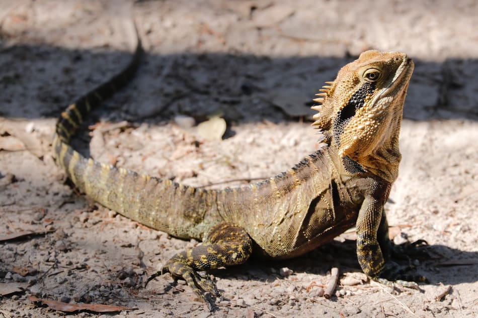 Las iguanas son muy comunes en el país como mascotas. Foto: Unsplash.