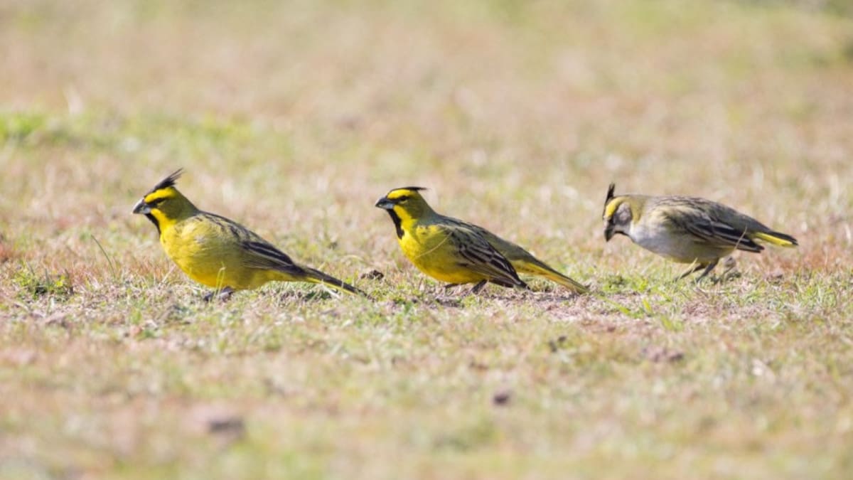 Cardenal amarillo.