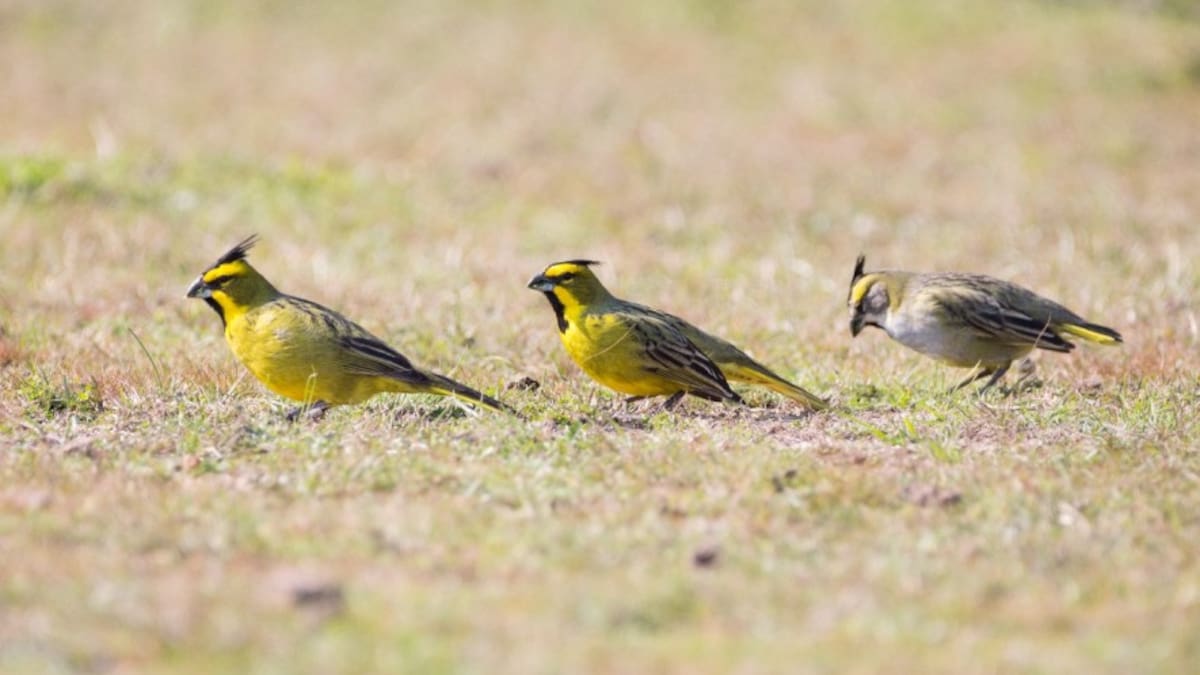 Un ave de llamativo plumaje está al borde de la extinción: la Argentina es uno de sus últimos refugios