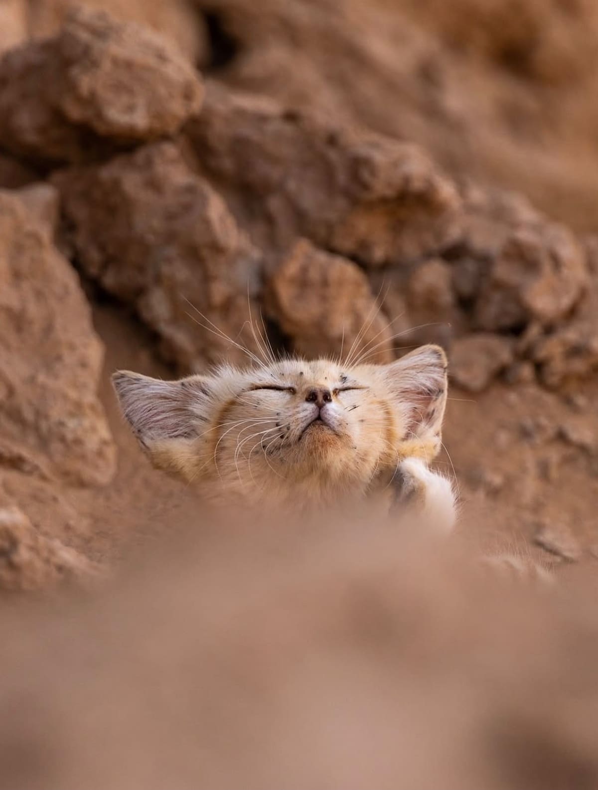 Gato de las arenas; Marruecos.