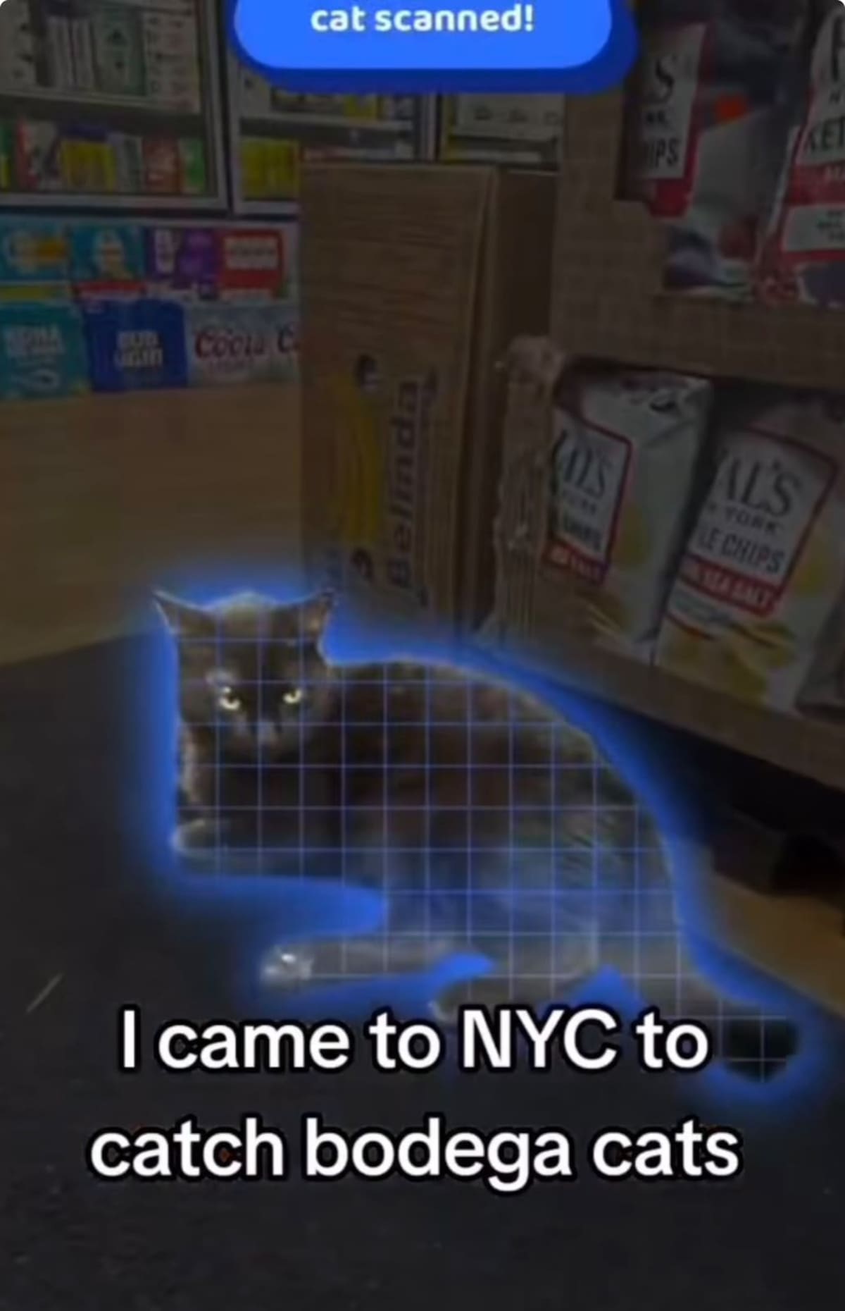 Cat Collector: la app que permite coleccionar gatos reales al estilo de Pokémon GO.