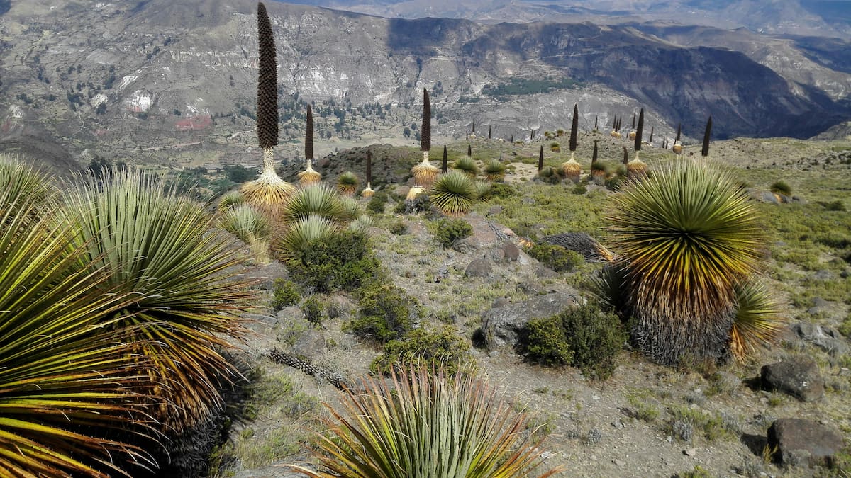 Maravillosa y longeva: cuál es la planta que florece una sola vez en más de un siglo y produce 8.000 flores