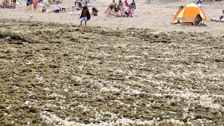 Algas en Mar del Plata_Télam