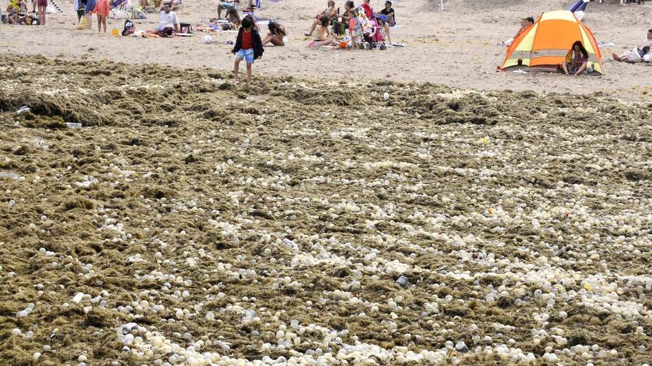 Algas en Mar del Plata_Télam