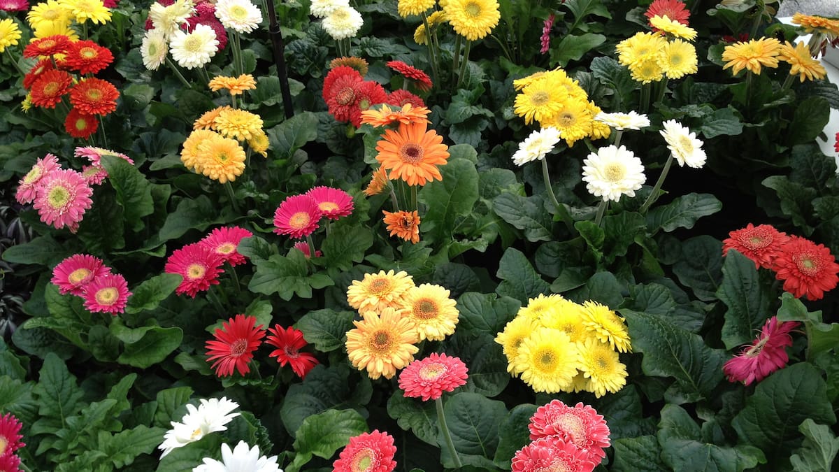 Da flores de varios colores, se cultiva en maceta y dura todo el año: la planta ideal para regalar el Día de la Madre
