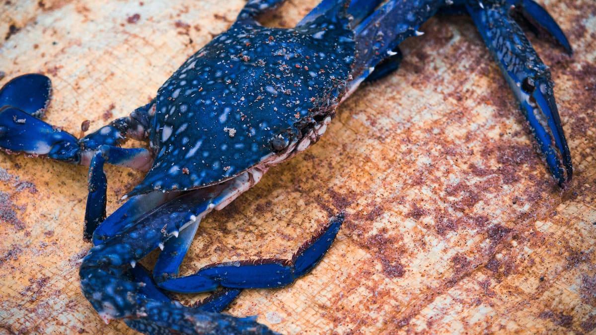 El cangrejo azul se convirtió en una de las especies invasoras más preocupantes del mar Mediterráneo.
