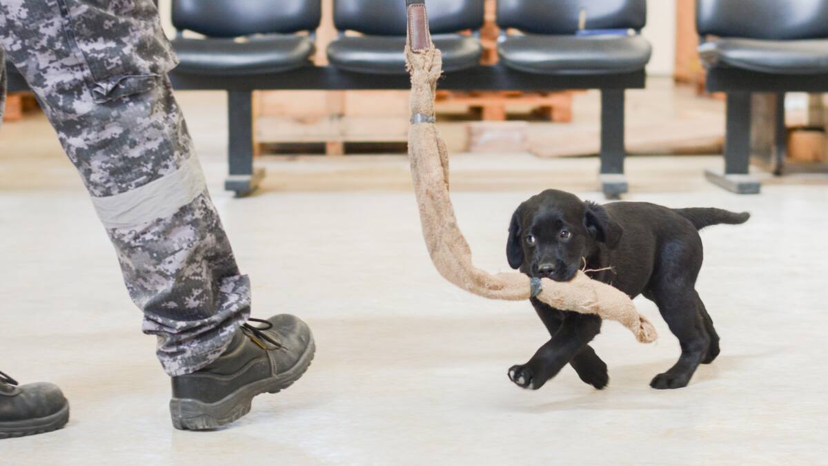 Cachorros de la Aduana comenzaron con actividades de entrenamiento. Foto: AFIP