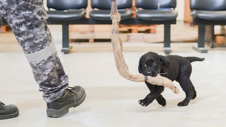 Cachorros de la Aduana comenzaron con actividades de entrenamiento. Foto: AFIP