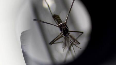 Dengue, mosquito. Foto: Reuters